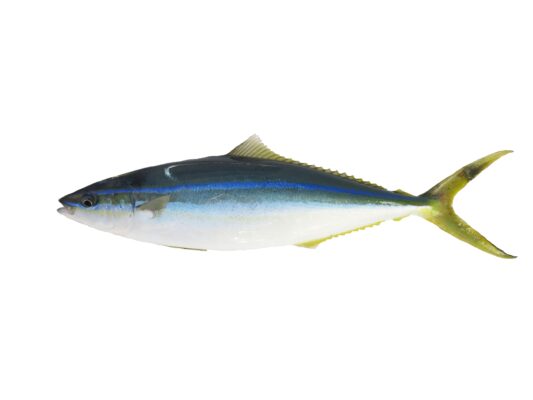 Rainbow Runner (Elagatis bipinnulata) |commons:File:Comète saumon (Elagatis bipinnulata) (Ifremer 00756-86769).jpg