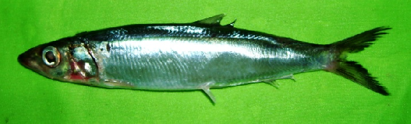 rainbow sardine (Dussumieria acuta) |commons:File:Dussumieria acuta.png