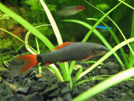 Rainbow Shark (Epalzeorhynchos frenatus) |commons:File:Epalzeorhynchos frenatum.jpg