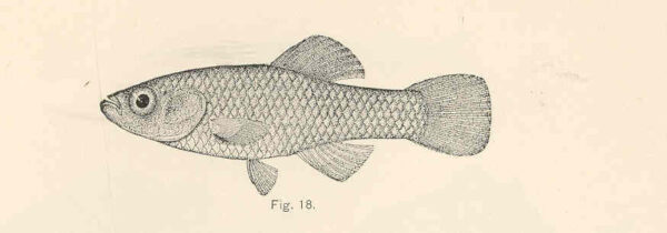 Rainwater Killifish (Lucania parva) |commons:File:FMIB 37794 Lucania parva.jpeg