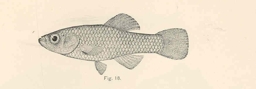 Rainwater Killifish (Lucania parva) |commons:File:FMIB 37794 Lucania parva.jpeg