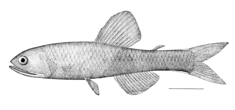 Rakery Beaconlamp (Lampanyctus macdonaldi) |commons:File:Lampanyctus macdonaldi.jpg