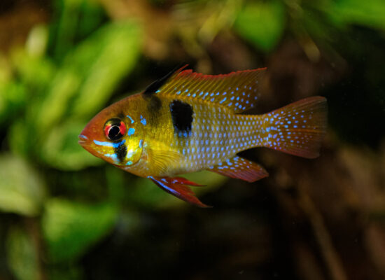 Ram Cichlid (Mikrogeophagus ramirezi) |commons:File:Mikrogeophagus ramirezi, 2017.jpg