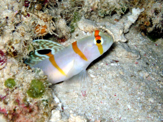 Randall's Shrimp Goby (Amblyeleotris randalli) |commons:File:Amblyeleotris randalli.jpg