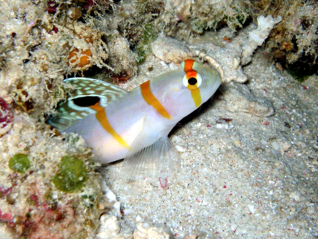 Randall's Shrimp Goby (Amblyeleotris randalli) |commons:File:Amblyeleotris randalli.jpg