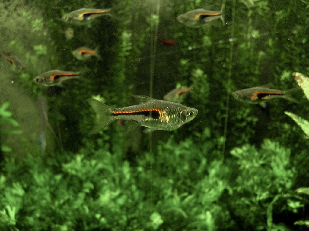 Rasbora Hengeli (Trigonostigma hengeli) |commons:File:Cyprinidae Trigonostigma hengeli 1.jpg