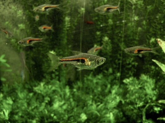 Rasbora Hengeli (Trigonostigma hengeli) |commons:File:Cyprinidae Trigonostigma hengeli 1.jpg