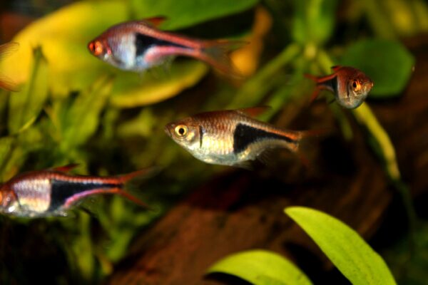 Rasbora Heteromorpha (Trigonostigma heteromorpha) |commons:File:02.Trigonostigma heteromorpha.JPG