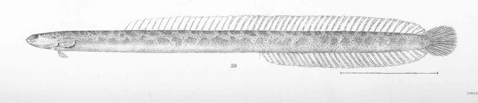 Rearfin Wormfish (Microdesmus retropinnis) |commons:File:FMIB 50671 Microdesmus retropinnis Jorday & Gilbert Panama.jpeg