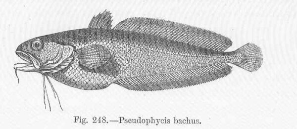 Red Codling (Pseudophycis bachus) |commons:File:FMIB 47139 Pseudophycis bachus.jpeg