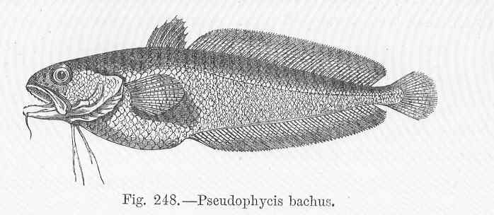 Red Codling (Pseudophycis bachus) |commons:File:FMIB 47139 Pseudophycis bachus.jpeg