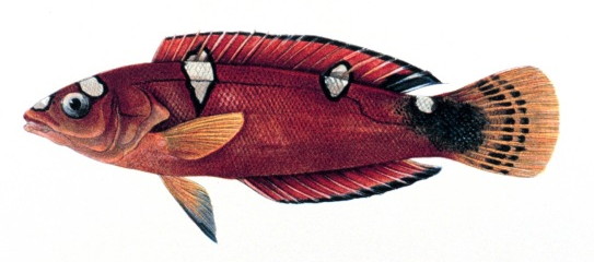 Red Coris Wrasse (Coris gaimard) |commons:File:Coris gaimard.jpg