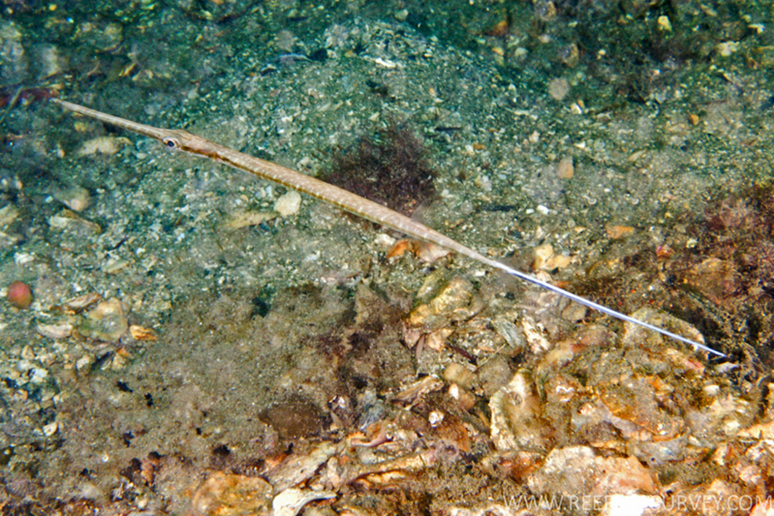 Red Cornetfish (Fistularia petimba) |commons:File:Fistularia petimba, Chowder.jpg