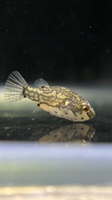 Red Eye Puffer (Carinotetraodon lorteti) |commons:File:Carinotetraodon lorteti 248508080.jpg