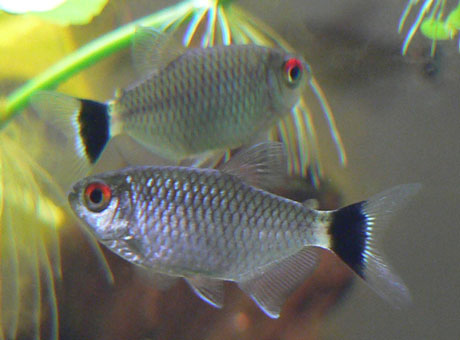 Red Eye Tetra (Moenkhausia sanctaefilomenae) |commons:File:Moenkhausia sanctaefilomenae.jpg