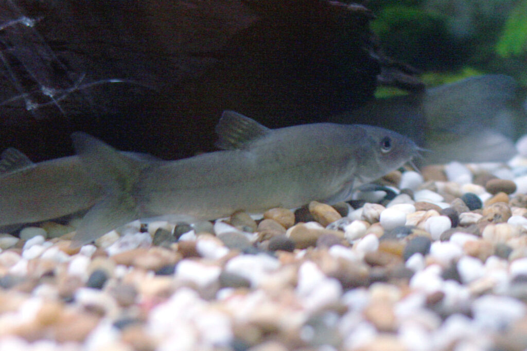 Red Finned Loach (Yasuhikotakia lecontei) |commons:File:Yasuhikotakia lecontei.jpg