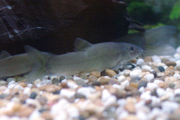 Red Finned Loach (Yasuhikotakia lecontei) |commons:File:Yasuhikotakia lecontei.jpg