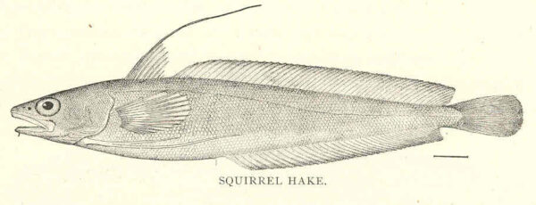 Red Hake (Urophycis chuss) |commons:File:FMIB 41880 Squirrel Hake (Europhycis chuss Walbaum).jpeg