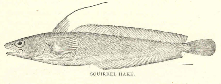 Red Hake (Urophycis chuss) |commons:File:FMIB 41880 Squirrel Hake (Europhycis chuss Walbaum).jpeg
