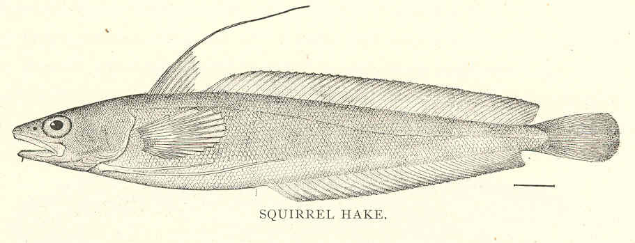 Red Hake (Urophycis chuss) |commons:File:FMIB 41880 Squirrel Hake (Europhycis chuss Walbaum).jpeg