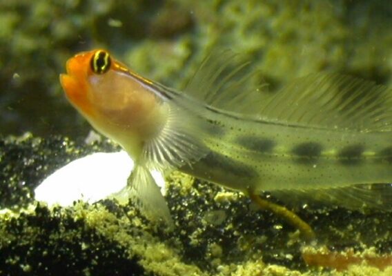 Red Head Goby (Elacatinus puncticulatus) |commons:File:Elacatinus puncticulatus-Red Head Goby.jpg
