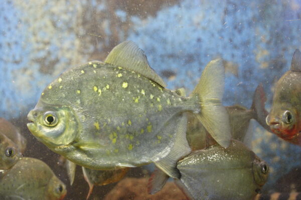 Red Hook Silver Dollar (Myloplus rubripinnis) |commons:File:Myloplus rubripinnis, Aquarium Erfurt, Germany - 20120520.jpg