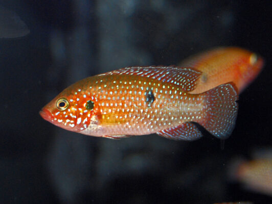 Red Jewel Cichlid (Hemichromis lifalili) |commons:File:Cichlidae - Hemichromis lifalili.JPG