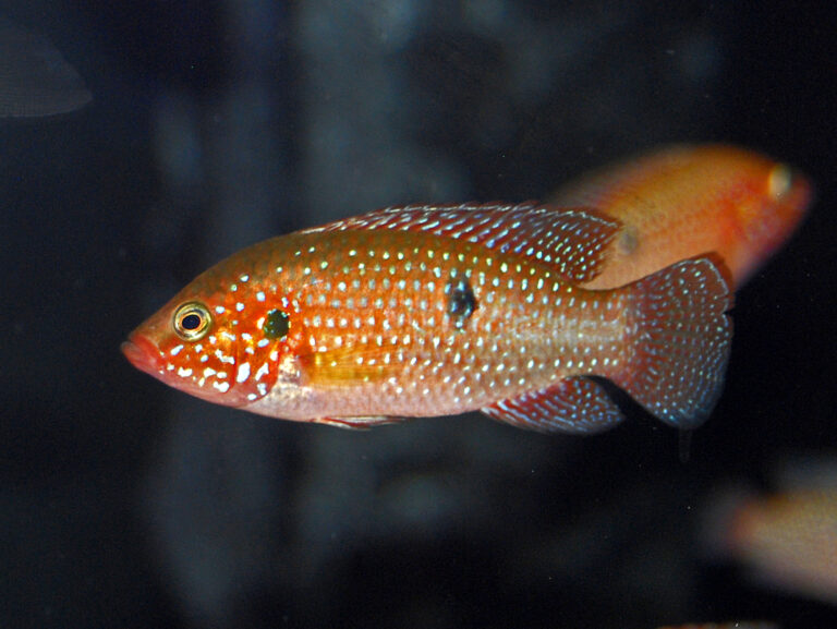 Red Jewel Cichlid (Hemichromis lifalili) |commons:File:Cichlidae - Hemichromis lifalili.JPG