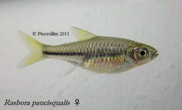 Red Line Rasbora (Rasbora pauciperforata) |commons:File:Rasbora paucisqualis female.jpg