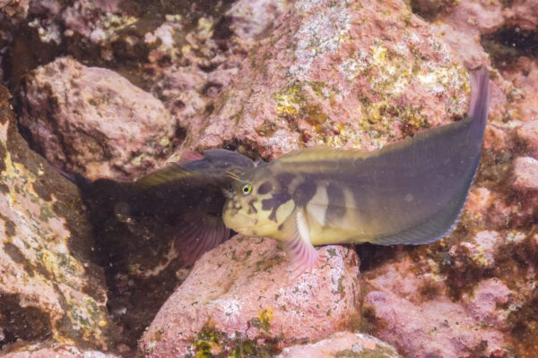 Red Lip Blenny (Ophioblennius atlanticus) |commons:File:Blénidos (Ophioblennius atlanticus), franja marina Teno-Rasca, Tenerife, España, 2022-01-09, DD 28.jpg