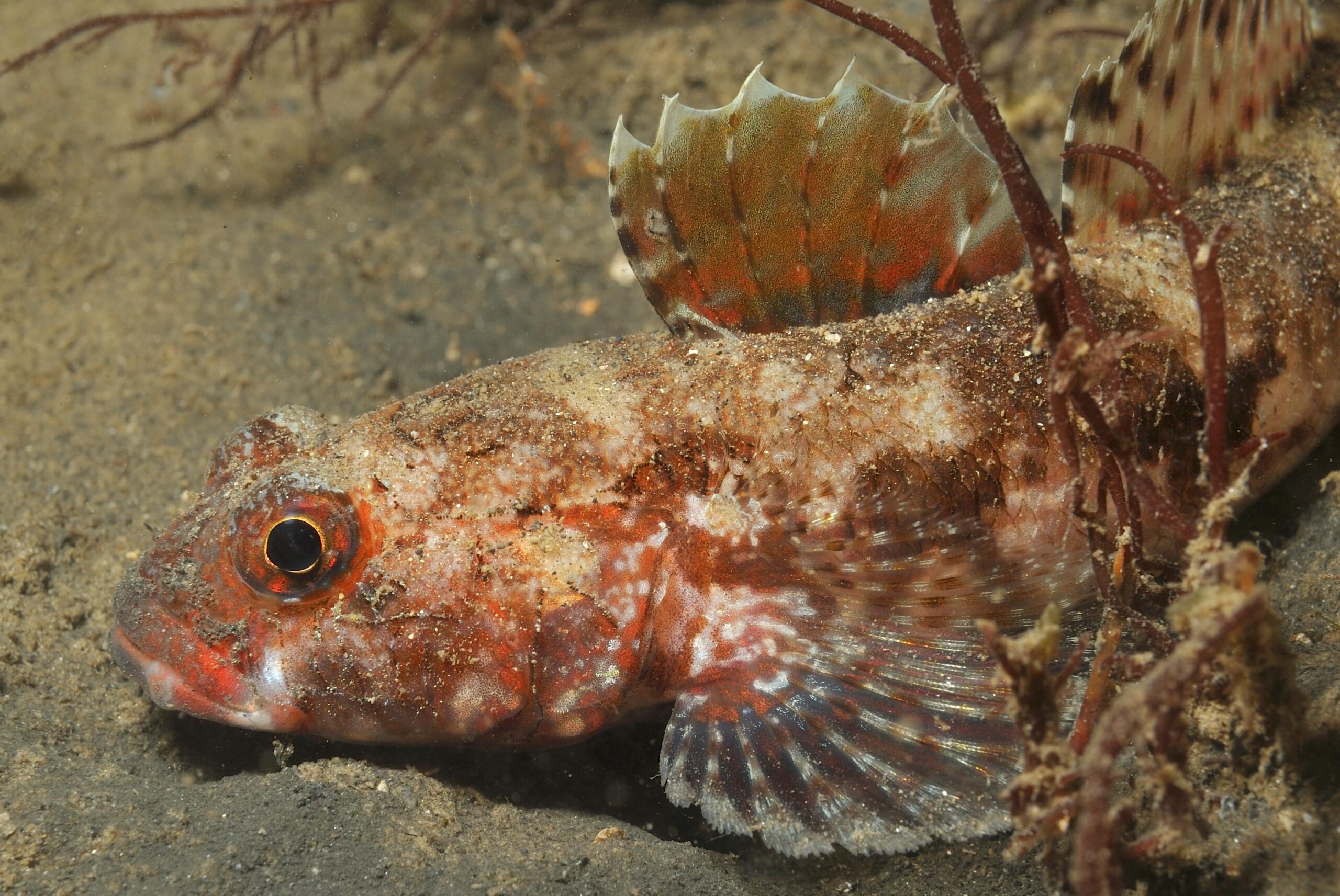 Red-mouthed Goby (Gobius cruentatus) |commons:File:Gobie à lèvre rouge (Gobius cruentatus) en rade de Brest (Ifremer 00560-67170).jpg