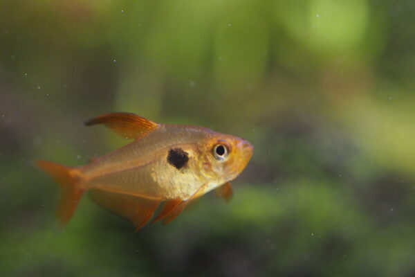 Red Phantom Tetra (Hyphessobrycon sweglesi) |commons:File:Amazon fish, Red phantom tetra (Hyphessobrycon sweglesi) (15594713287).jpg