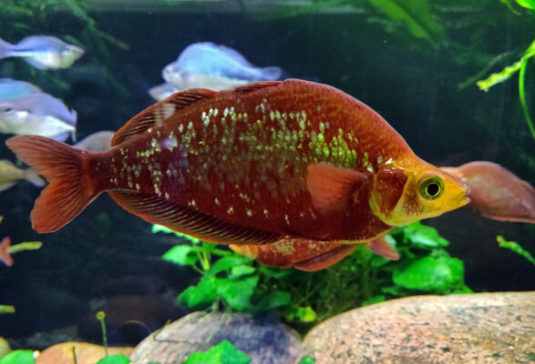 Red Rainbowfish (Glossolepis incisus) |commons:File:Glossolepis incisus.jpg