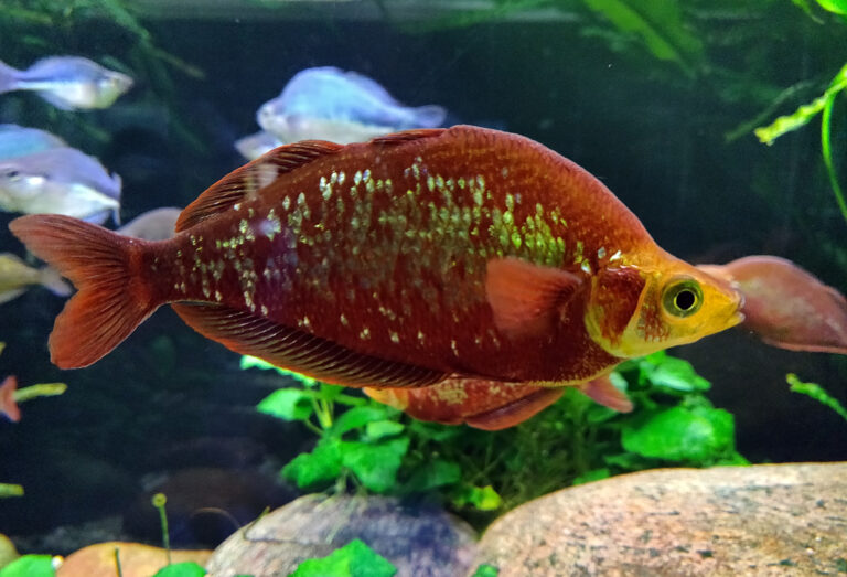 Red Rainbowfish (Glossolepis incisus) |commons:File:Glossolepis incisus.jpg