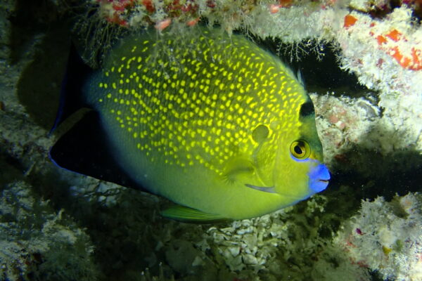 Red Sea angelfish (Apolemichthys xanthotis) |commons:File:Apolemichthys xanthopunctatus 341236143.jpg