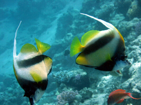 Red Sea Bannerfish (Heniochus intermedius) |commons:File:Heniochus intermedius2.JPG