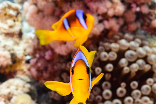 Red Sea Clown Amphiprion bicinctus