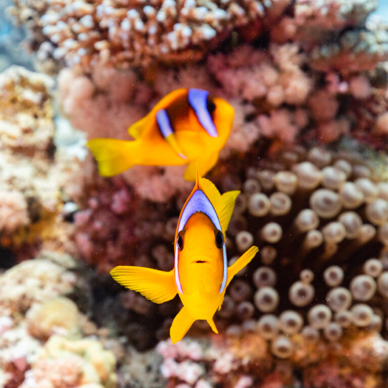 Red Sea Clown Amphiprion bicinctus