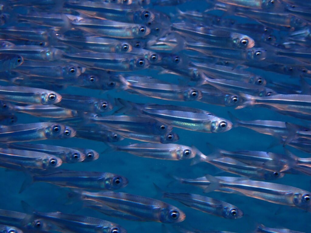 Red Sea Hardyhead Silverside (Atherinomorus forskalii) |commons:File:Atherinomorus forskalii.jpg