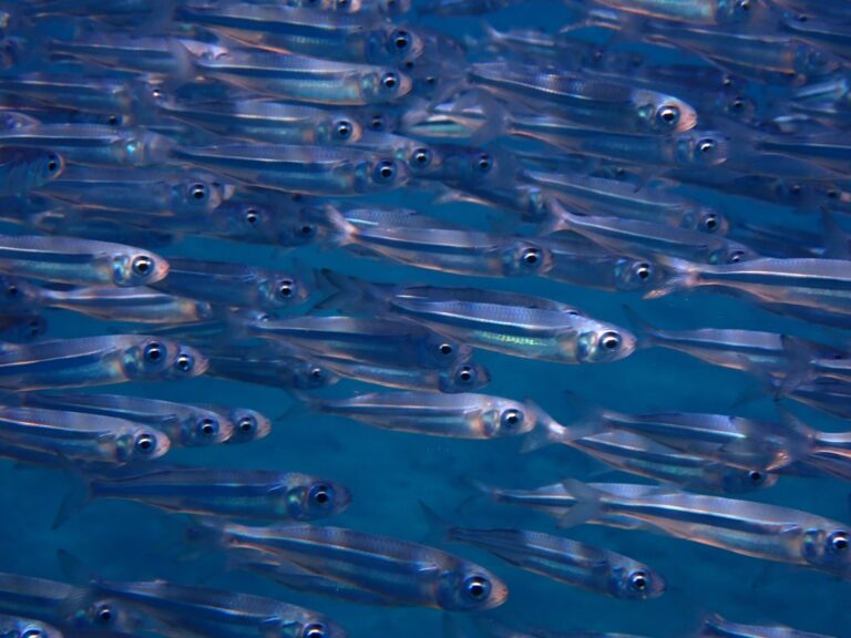 Red Sea Hardyhead Silverside (Atherinomorus forskalii) |commons:File:Atherinomorus forskalii.jpg