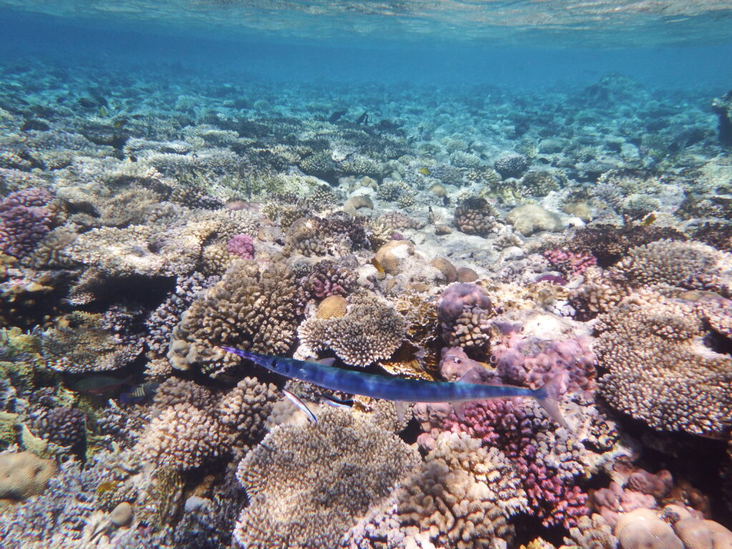 Red Sea Houndfish (Tylosurus choram) |commons:File:Tylosurus choram, Red Sea houndfish, Красноморский тилозур.DSCF4710WI.jpg