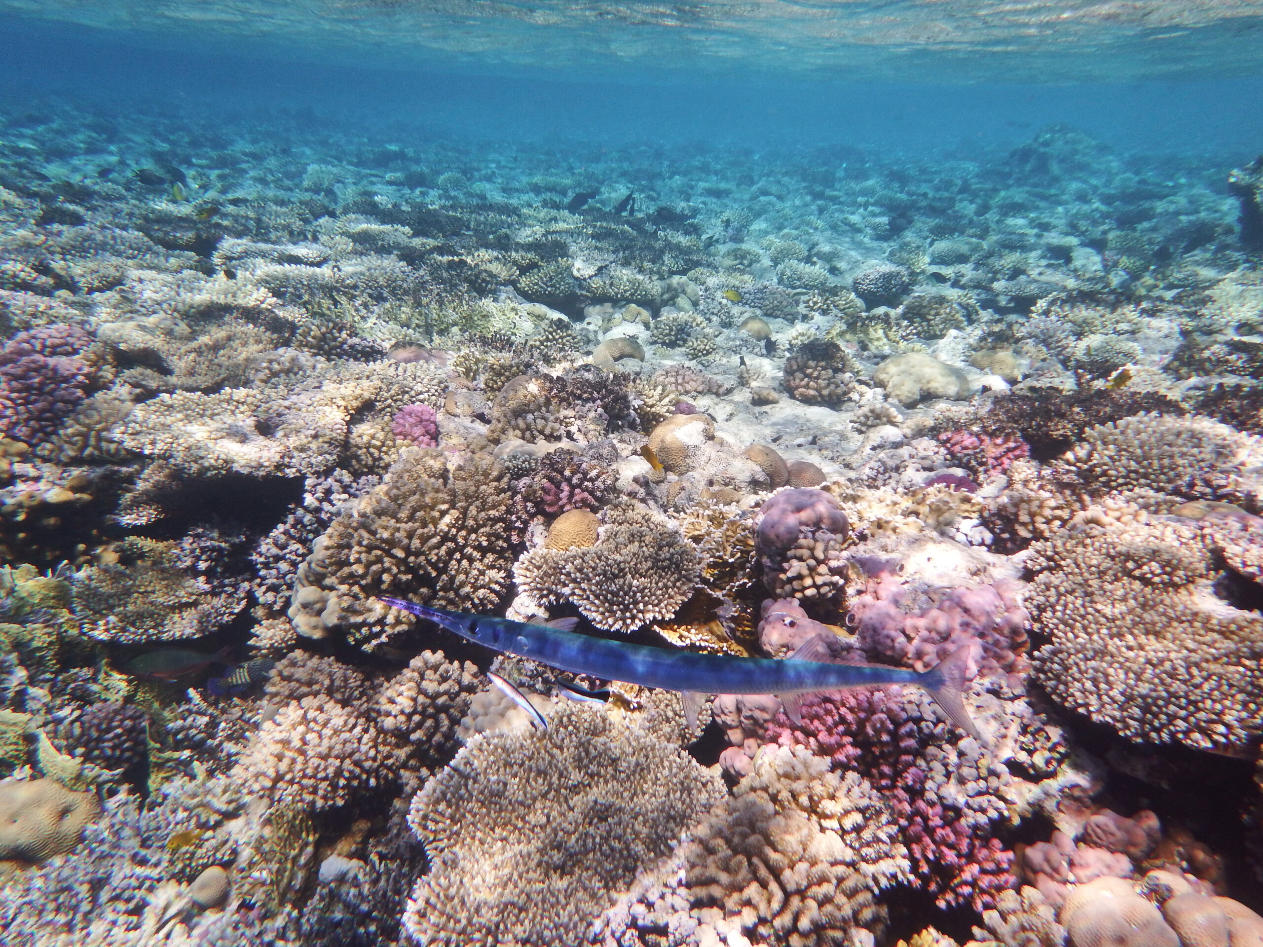 Red Sea Houndfish (Tylosurus choram) |commons:File:Tylosurus choram, Red Sea houndfish, Красноморский тилозур.DSCF4710WI.jpg