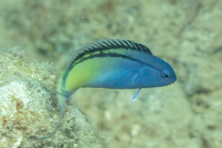 Red Sea Mimic Blenny (Ecsenius gravieri) |commons:File:Blénido (Ecsenius gravieri), Yeda, Arabia Saudita, 2025-05-19, DD 82.jpg
