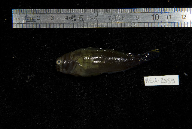 Red-streaked Blenny (Cirripectes stigmaticus) |commons:File:Cirripectes stigmaticus.jpg