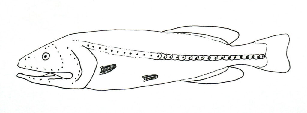 Red Whalefish (Barbourisia rufa) |commons:File:Barbourisia rufa.jpg