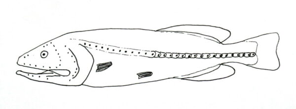 Red Whalefish (Barbourisia rufa) |commons:File:Barbourisia rufa.jpg