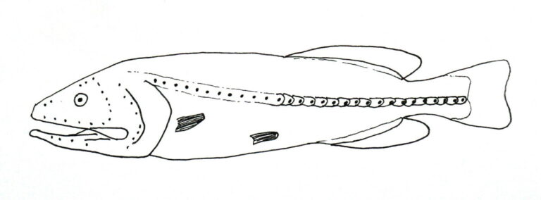 Red Whalefish (Barbourisia rufa) |commons:File:Barbourisia rufa.jpg