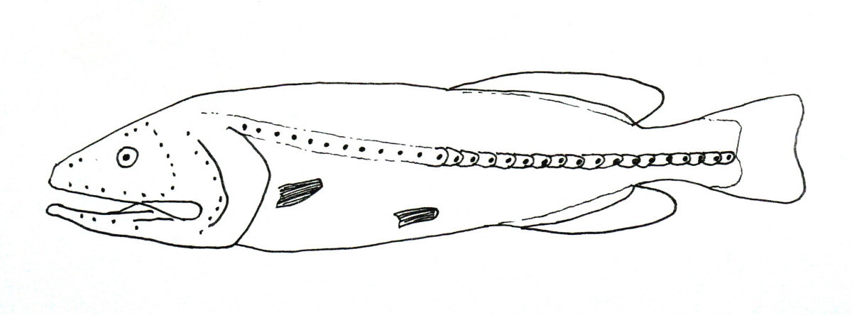 Red Whalefish (Barbourisia rufa) |commons:File:Barbourisia rufa.jpg