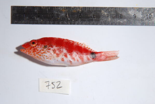 Redbarred Hawkfish (Cirrhitops fasciatus) |commons:File:Cirrhitops fasciatus1.jpg