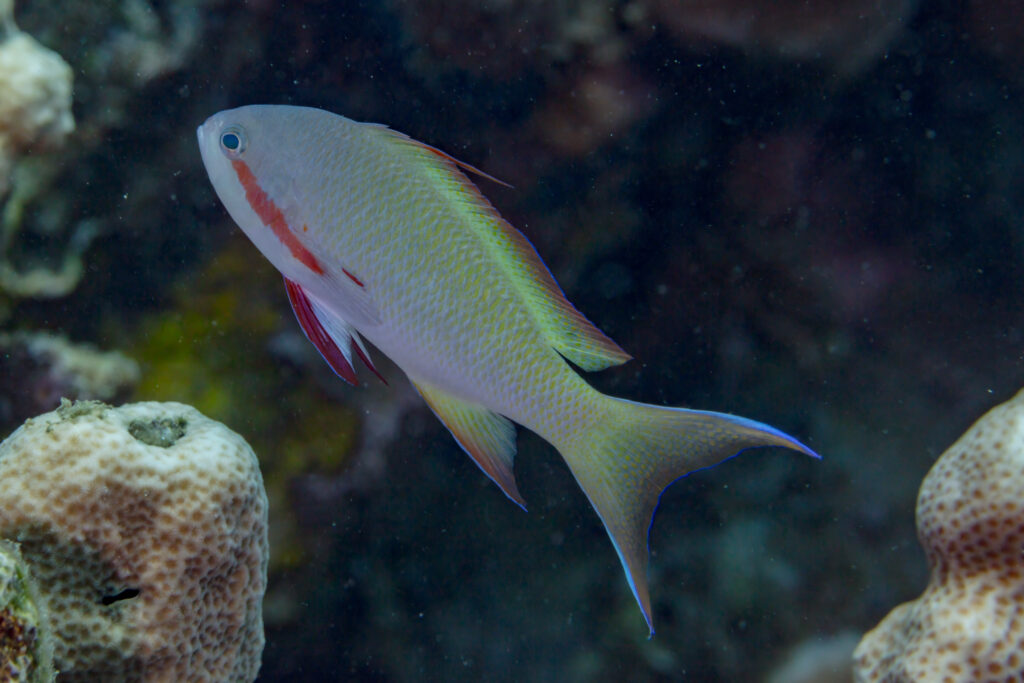 Redcheek Anthias Pseudanthias huchtii